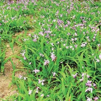 四川藏錦閣 白芨種植的中藥材種植指南與技術指導