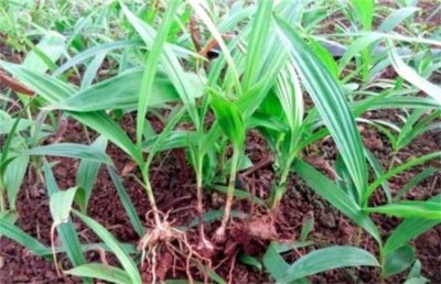 提高白芨種植成活率的實用方法