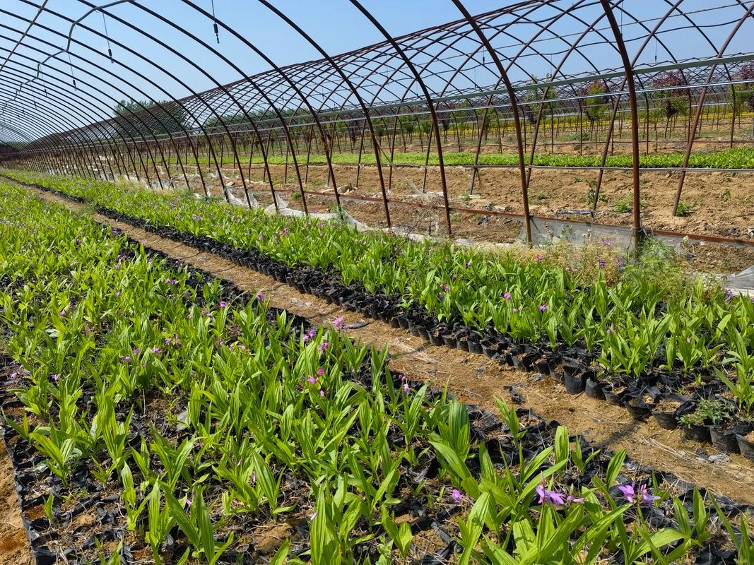 陽氣回暖白方好，白芨種植正逢時