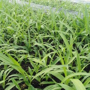 四川白芨與樂山白芨種植 馴化苗技術的先鋒——峻豐生物科技