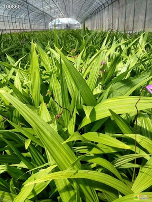 白芨種植 當前價格與2025年市場前景分析