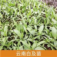 探索白芨種植致富路 云南興成中藥材種植銷售實踐