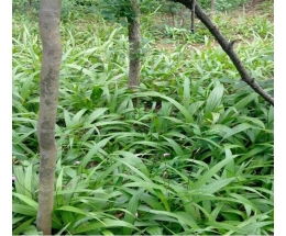 御貴草白芨種植 開啟財富新篇章的愛情故事