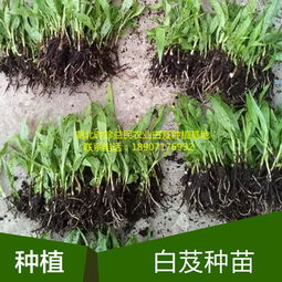 白芨種植技術與市場報價指南 從選種到產出全解析
