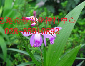 云南普洱地區白芨種植可行性分析