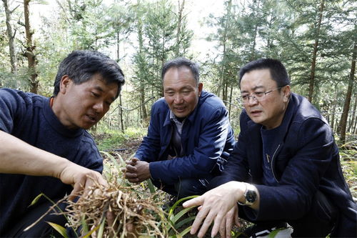敖學安帶領群眾種白芨，產業興農共致富