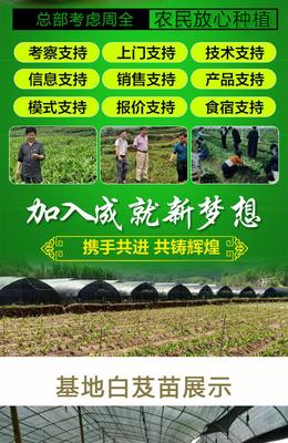 白芨種苗價格與種植技術全解析 上門指導助您高效種植