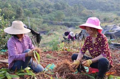 京山這個鎮白芨進入盛采期，種植面積達千畝